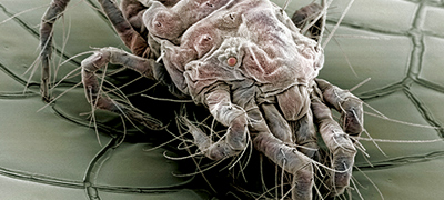 Пыль и наше здоровье